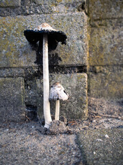 mushroom vs the street, nature always wins