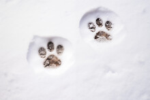 Animal Foot Prints Of A Cat Or Dog Paws On The Snow. Closeup Trail Of Animal. Texture Of Snow Surface. Care For Pets In The Winter Concept. Flat Lay, Top View With Copy Space