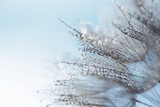 Fototapeta Łazienka - Dmuchawiec w kroplach wody w niebiskich zimowych odcieniach 
