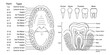 Set of anatomy of human teeth and jaws, arrangement of teeth in people - adults and children, set of vector illustrations in doodle style