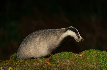 Wall Mural - Badger, Scientific name: Meles meles.  Alert, adult badger in Autumn, facing right on green moss with leaf on her snout.   Horizontal.  Space for copy.