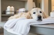 Happy friendly Golden retriever dog lies under soft terry plaid at home after bathing