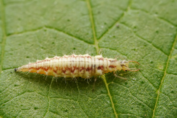 Wall Mural - lacewing larvae inhabiting on the leaves of wild plants