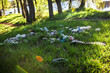 Big garbage pile in the countryside forest among trees in Park on sunset summer day. plastic bottle littering the wildlife with vacationers people 