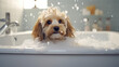 Cute dog takes a bubble bath. Creative banner to advertise shampoo or gel pet wash, dog flea shampoo, cleanliness.