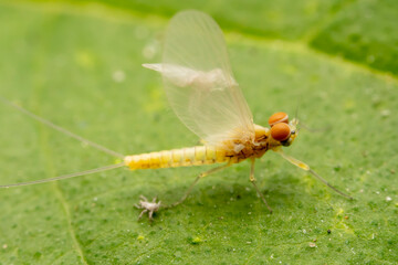 Wall Mural - mayfly inhabiting on the leaves of wild plants