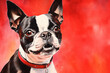 hund, haustier, französische bulldogge, hübsch, portrait, süss, komisch, dog, pet, french bulldog, pretty, portrait, cute, funny
