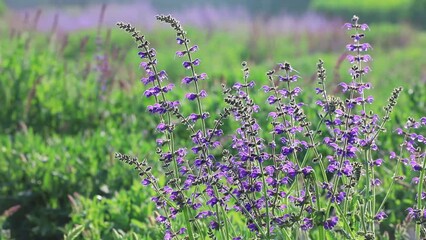 Wall Mural - Sage in botanical garden, North China