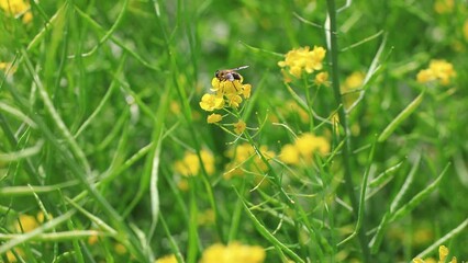 Poster - Aphidophiles collect nectar from rape flowers in North China