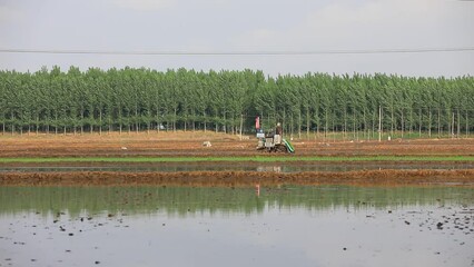 Wall Mural - farmers use rice transplanters for rice transplanting