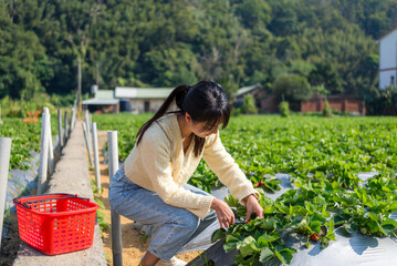 Canvas Print - Woman pick strawberry in the Organic strawberry field farm