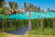 plantation de gousses de vanille sur l'ile de la Réunion