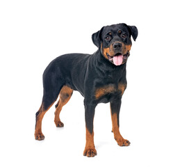 Sticker - rottweiler in studio