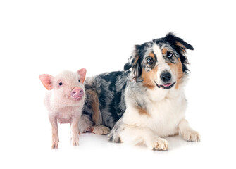 Sticker - miniature pig and australian shepherd in studio