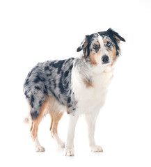 Poster - australian shepherd in studio