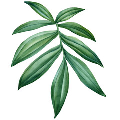 Jungle Green leaf watercolor. Exotic tropical leaves isolated on white background. Watercolor botanical illustration. 