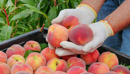 Wall Mural - Hands harvesting peaches