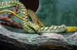 Western Green Mamba snake. (lat. Dendroaspis viridis)
 It's a venomous snake. It lives in the humid tropical forests of West Africa. It is active mainly during daylight hours.