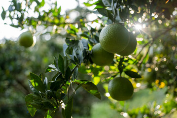 Wall Mural - Fresh unripe orange on the tree