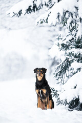 Poster - beauiful mixed breed dog posing in winter forest in the snow