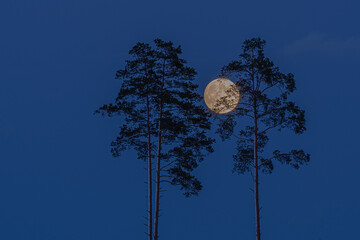 Wall Mural - full moon behind a pine trees on a blue evening sky. nature background. moon