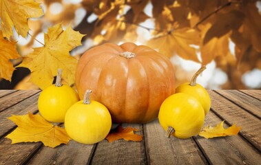 Sticker - Thanksgiving day background with pumpkin decoration