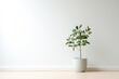 Minimalist and elegant interior design with green plant in white ceramic pot stands on light wooden table against white wall. Simple living, nomadic home design, modern living room interior. 