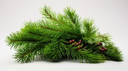 Wall Mural -  a close up of a pine tree branch with cones and berries on a white background with copy space for text.