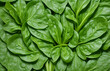 close up of green spinach as a background