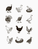 Fototapeta  - Domestic Chicken bird. Turkey guinea fowl goose duck quail. Hand drawn. Engraved Farm animal. Old monochrome sketch. Retro template.