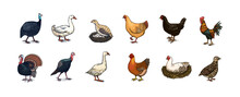 Domestic Chicken Bird. Turkey Guinea Fowl Goose Duck Quail. Hand Drawn. Engraved Farm Animal. Old Monochrome Sketch. Retro Template.