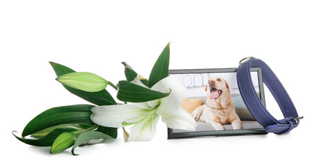 Wall Mural - Frame with picture of dog, collar and beautiful lily flowers on white background. Pet funeral