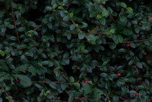 Cotoneaster Dammeri ,Cotoneaster Dammeri, Known, Leaves And Berries In Winter, Background With Red Berries And Green Leaves