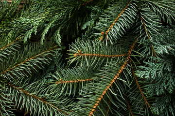 Wall Mural - green fir branches for Christmas background