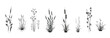 Cattail, reeds, cane, bamboo, butomus, sedge, rushwort, marsh bluegrass and other swamp grass, isolated on a white background. Marsh (pond, river) coastal plants vector silhouette drawings set.