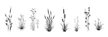 Cattail, Reeds, Cane, Bamboo, Butomus, Sedge, Rushwort, Marsh Bluegrass And Other Swamp Grass, Isolated On A White Background. Marsh (pond, River) Coastal Plants Vector Silhouette Drawings Set.