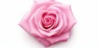 © DreamWeaver - Create a realistic top-view image of a captivating pink rose on an isolated white background.