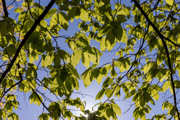 beautiful green foliage of hornbeam trees in sunny weather