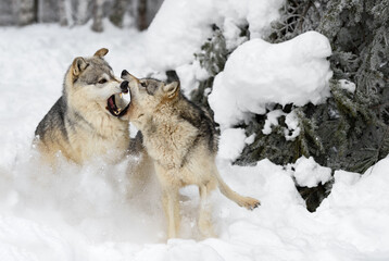 Wall Mural - grey wolves (canis lupus) lunge at each other winter
