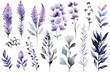Watercolor lavender set. Hand painted vector illustration. Isolated on white background. Generative AI