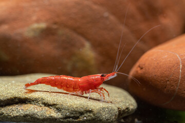 Poster - Red shrimp on a stone in an aquarium.