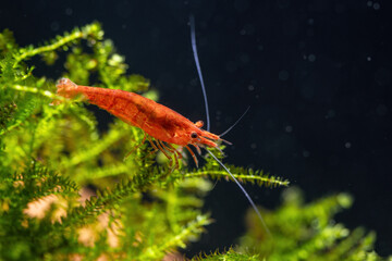Poster - Red shrimp on green moss in aquarium.