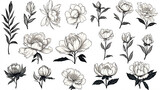 Collection of peony flowers drawn in black lines.