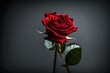 A single red rose for valentines day symbolising love and romance isolated against a transparent background