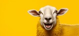 Fototapeta  - Cheeky sheep sticking out its tongue and making a funny face on yellow.