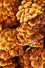 Chesnut Mushrooms