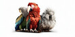 African parrots, red parrot, white background