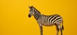 Zebra painting yellow stripes on itself on yellow.