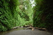 fern canyon along a walkway