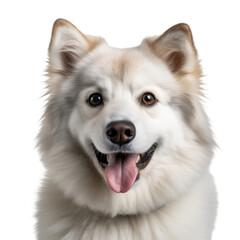 Wall Mural - Closeup of smiling puppy on white background